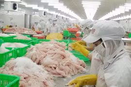 九龙江平原地区原料茶鱼价格猛涨