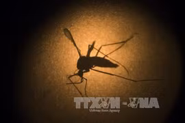 附图。（图片来源：越通社）