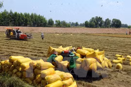 附图。（图片来源：越通社）