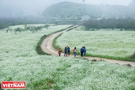 附图。