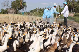 柬埔寨发现H5N1禽流感