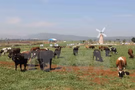 越南与白俄罗斯推动牛奶和牛奶制品加工领域的合作