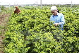 韩国投资商拟在河南省投资农产品生产和加工项目