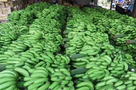 附图：越南香蕉在世界各国市场上畅销。