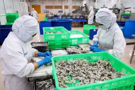 沿海经济发展公司虾类加工链。图自越通社