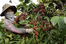 越南四个试点省份的符合EUDR的森林和咖啡种植区数据库系统。