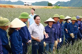 越南政府总理范明政亲自慰问正在宁平省三叠市同交农场菠萝田里辛勤劳作的工人们。图自越通社