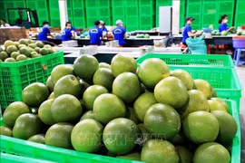 附图：越南柚子。图自越通社