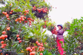 附图 图自互联网