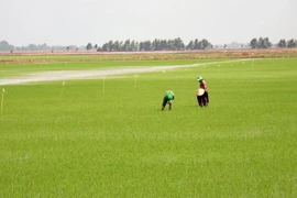 朔庄省扩大百万公顷优质水稻种植项目试点实施范围。图自越通社