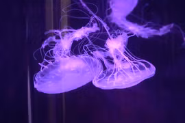 迷你水母成饲养新宠物。图自互联网