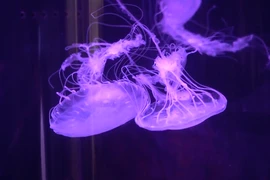 迷你水母成饲养新宠物。图自互联网
