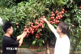 兴安省鸡蛋型荔枝果农正进入收获季节。图自越通社