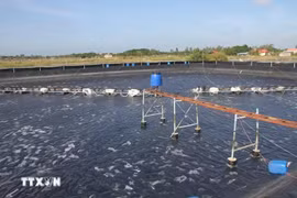 薄辽省农民采用有机养殖方法，减少水产养殖过程中的温室气体排放。图自越通社