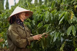 2024年前9月越南咖啡出口价格和出口额均大幅上涨。图自Vietnam+