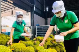 越南水果和蔬菜出口潜力巨大。图自《人民报》