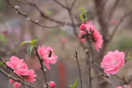 家喻户晓的河内日新村桃花
