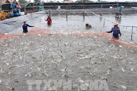 坚江省向各咸水虾养殖场颁发识别码