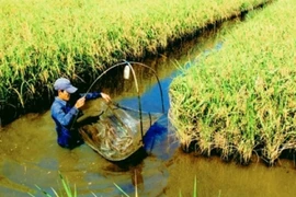 同塔省水稻和鱼虾混合种养模式初步见效