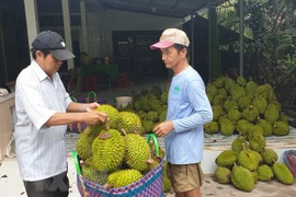 越南Ri6榴莲在澳大利亚畅销