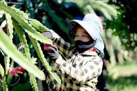 山萝省向俄罗斯出口10吨红心火龙果