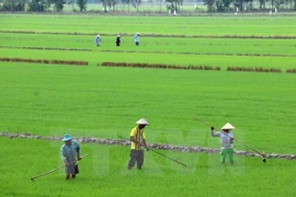 海水倒灌威胁九龙江三角洲地区100万公顷的水稻