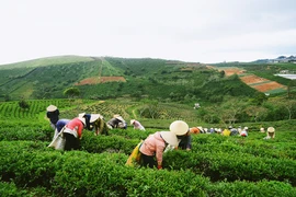 提高茶叶的经济效益：朝着价值链方向发展