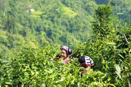 宣光省纳杭雪山茶叶获得地理标志产品保护认证书