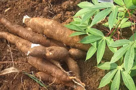 2024年初越南木薯出口额增长近400%