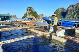 广宁省——可持续海水养殖的典范 