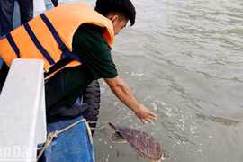 坚江省将一只海龟放归自然