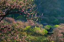 西北山林的“明珠”