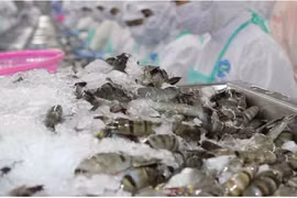 中国增加从越南进口虾类