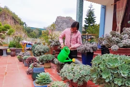 在家中种植石莲花 为家庭带来长久的吉祥之气