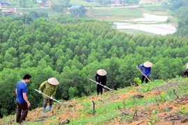 “植十亿树”项目在全国种植近7.7亿棵树