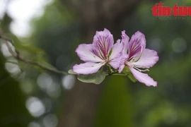 颇具民族特色的洋紫荆文化节在越南各民族文化旅游村拉开帷幕