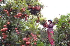 荔枝（图片来源：越通社）