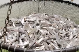 美国参议院通过解除进口鲶鱼及其产品强制检验法规的决议