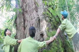 广南省福建柏（图片来源：越通社）