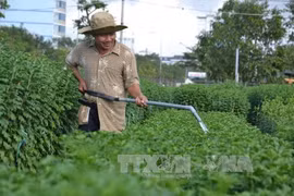 岘港市花农已开始忙碌起来，做好花卉栽培工作。