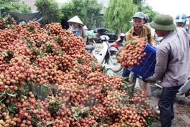 越南对中国的荔枝出口额达4200万美元