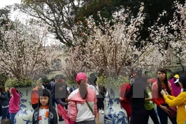 附图：河内市李太祖花园的樱花（图片来源：越通社）