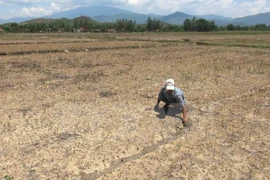 九龙江平原遭受旱情和海水入侵的最严重影响（图片来源：越通社）