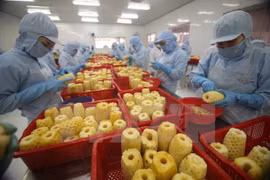 菠萝加工出口​ （图片来源：越通社）