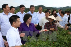 国会主席阮氏金银走访谅山省高录县嘉吉乡北东二号村农户的辣椒田（图片来源：越通社）