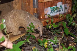 越南把20只马来穿山甲放回大自然。