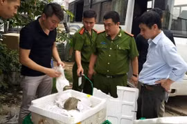 职能力量发现一辆号牌16H-4327车上载有200公斤中国活甲鱼。