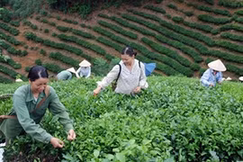 新潮乡永新村村民采收茶叶（图片来源：越南人民报）