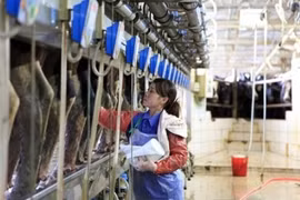 TH集团的一个奶牛养殖场。