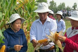 富安省西和县和新西乡的高产杂交玉米种植模式（图片来源：越南人民报）